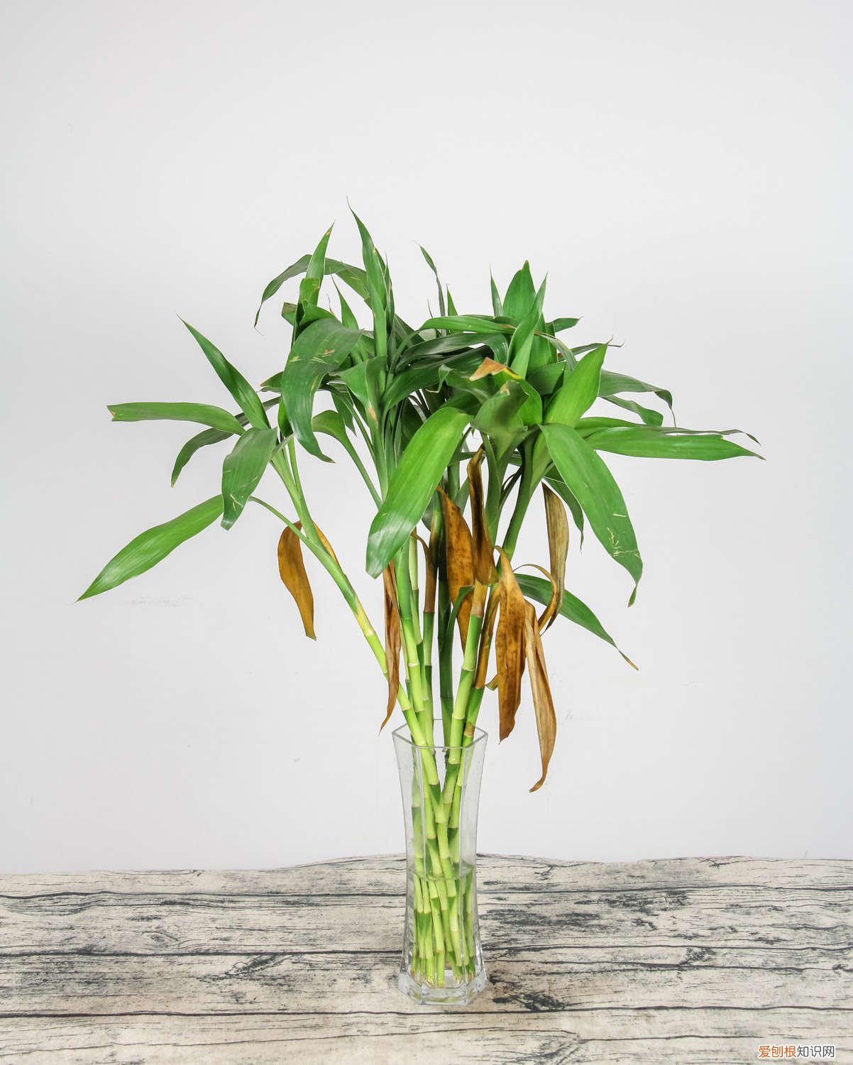 富贵竹怎么养叶子绿油油的 富贵竹这么养,叶子油绿又茂盛,摆在客厅人人夸!