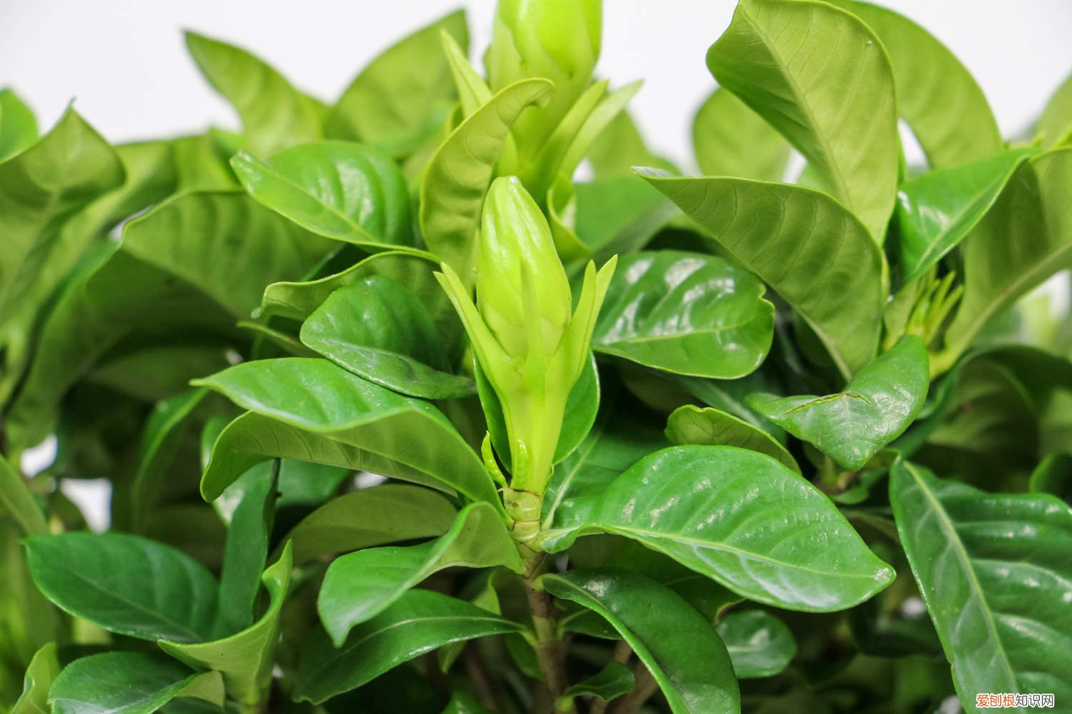 栀子花要用什么肥 栀子花施肥方法,用什么肥好