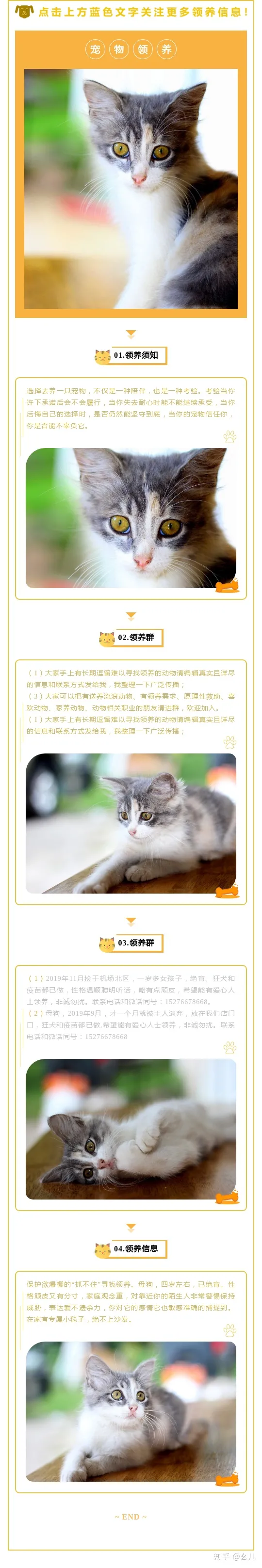 找领养猫文案，宠物领养主题的微信公众号图文排版有哪些技巧？