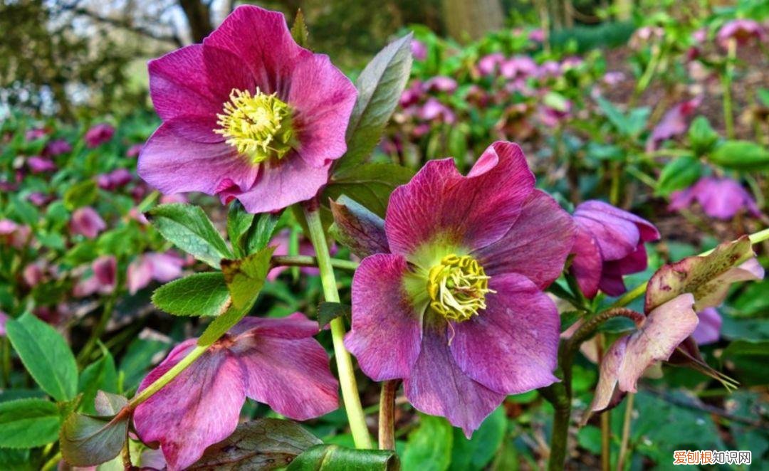 花卉在园林中的应用方式有，保持植物健康的5种高效方法，促进家里的花卉孕育花朵