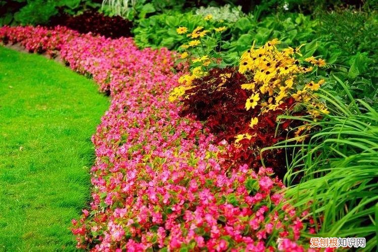 花卉在园林中的应用方式有，保持植物健康的5种高效方法，促进家里的花卉孕育花朵