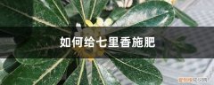 七里香怎么施肥 七里香施肥方法，用什么肥好