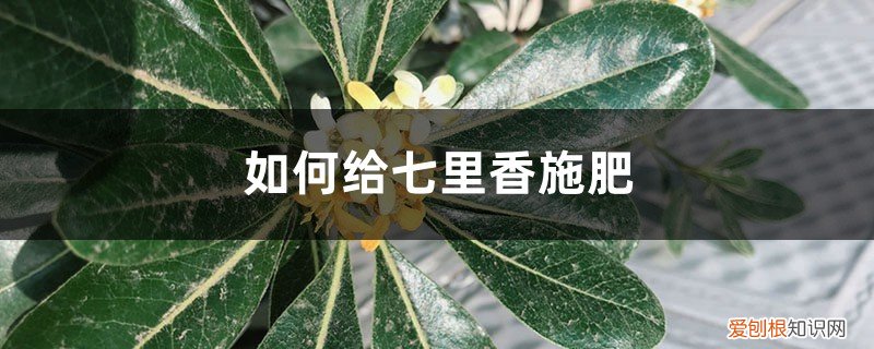 七里香怎么施肥 七里香施肥方法，用什么肥好