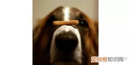 微信公众号小狗帮忙，如果你养狗遇到了任何问题，就关注这个公众号