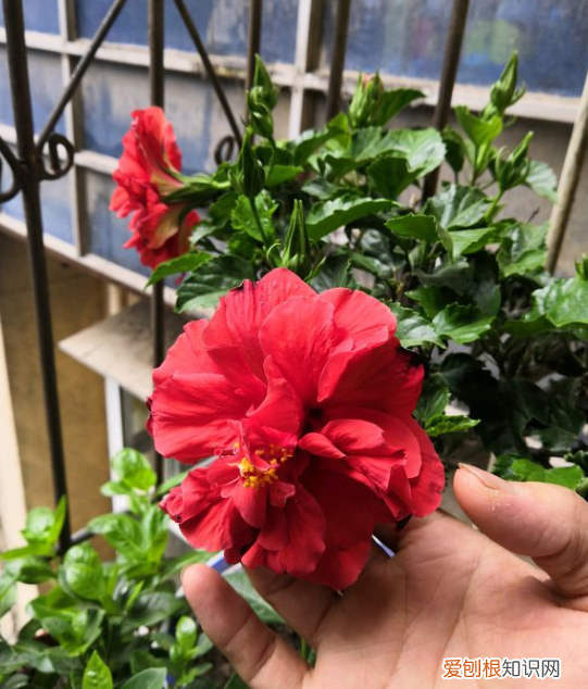 花怎么才能养好,害怕把花养死了?教你“5招”,打好基础什么都能养好