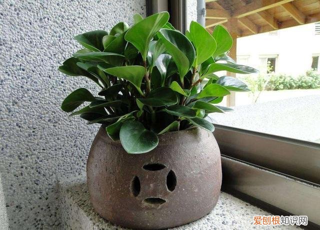 家里养花烂根是什么原因，养花的5个“窍门”，简单实用，花长得茂盛不怕烂根！