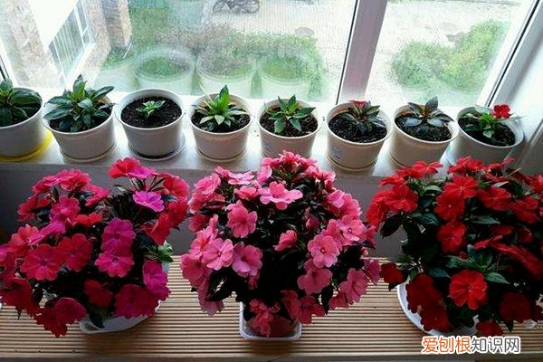 用冷开水养花可以吗 秋冬季节“养花”，用冷水还是温水，可要搞明白了，不然白忙活！