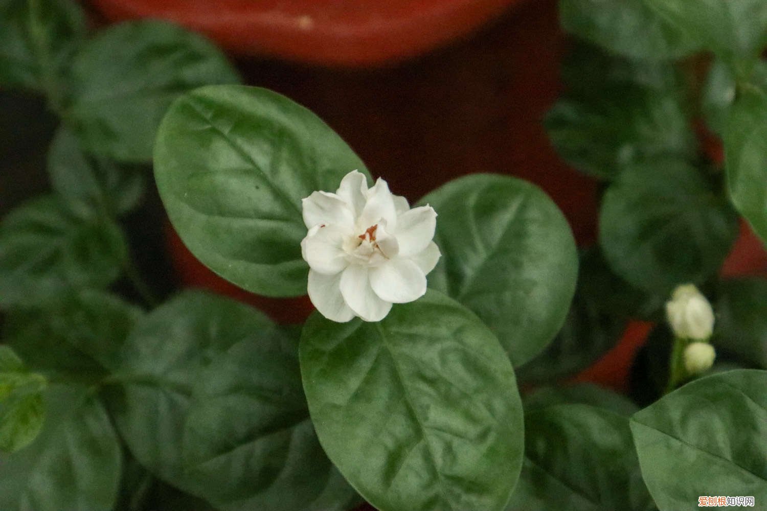 茉莉和栀子哪个好养 栀子茉莉，秋冬这样养，枝条壮实好过冬！