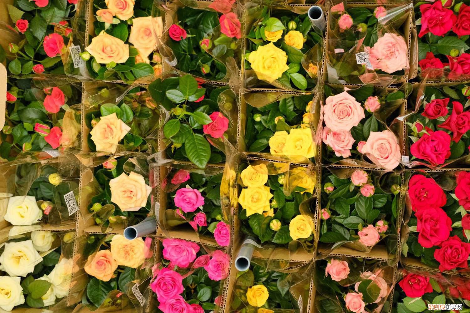 扦插月季苗什么时候可以移植 扦插月季什么时候移栽