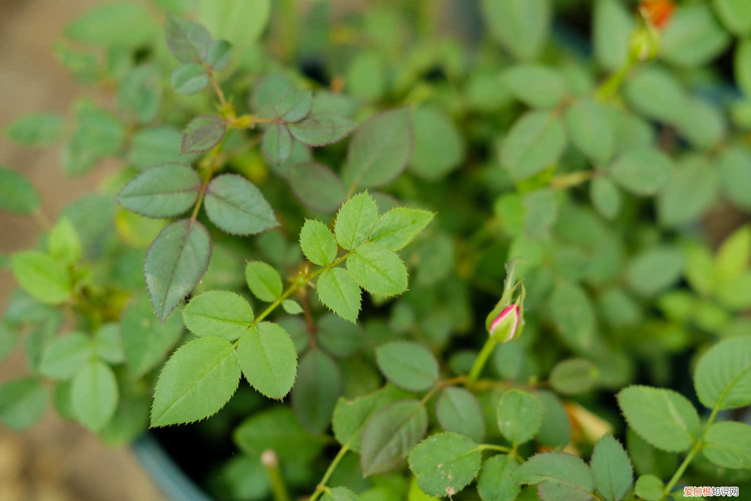 扦插月季苗什么时候可以移植 扦插月季什么时候移栽