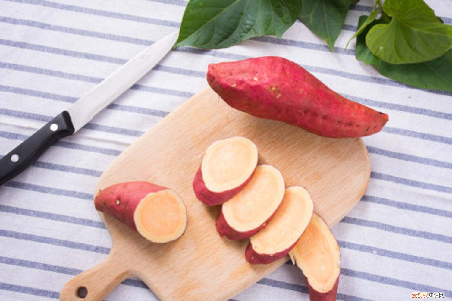 地瓜能种室内能土栽 种植“地瓜”新方法！吊在半空养，地瓜自己就能长！