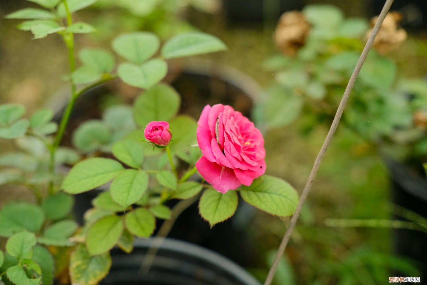 北方月季什么时候扦插成活率高 北方月季什么时候扦插