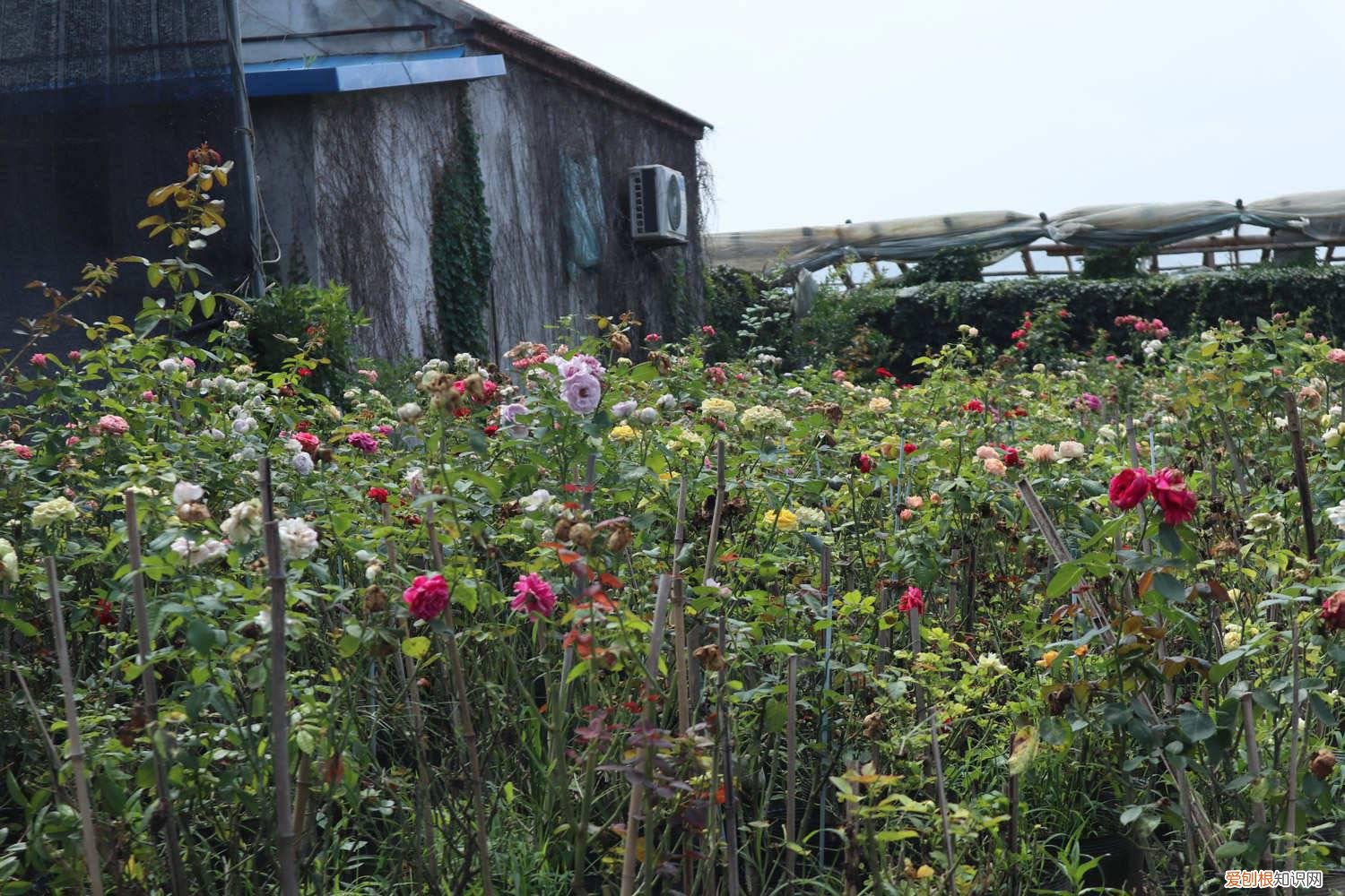 北方月季什么时候扦插成活率高 北方月季什么时候扦插