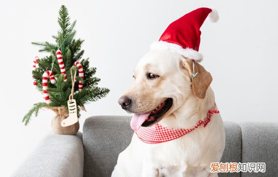 狗通人性是什么意思 狗狗通人性的意思