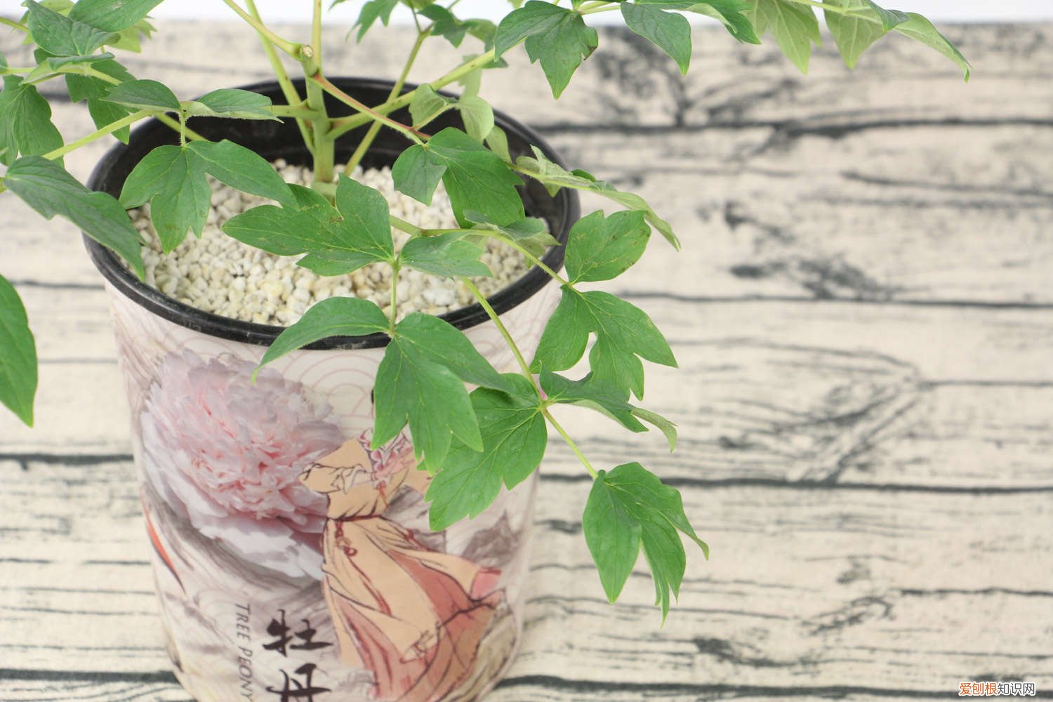 牡丹如何施肥 牡丹施肥方法，用什么肥好