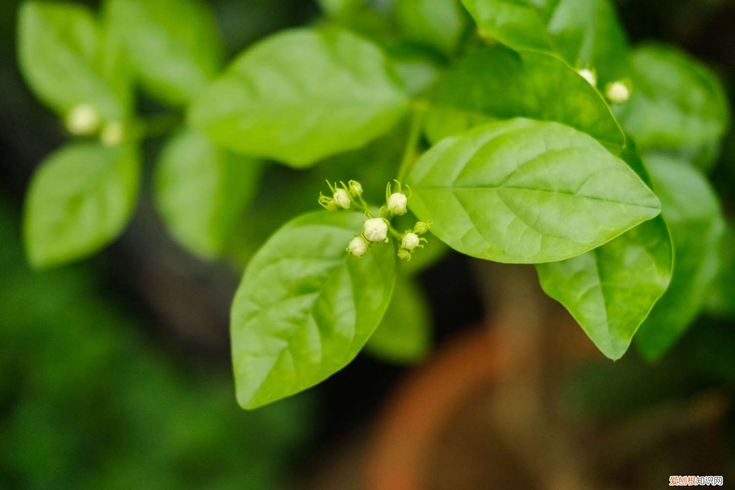 茉莉花施什么肥? 茉莉花施肥方法，用什么肥好