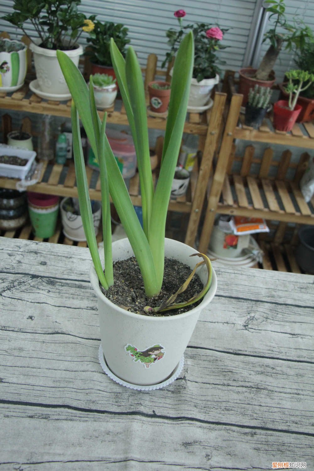 风信子水培用什么肥 风信子施肥方法，用什么肥好