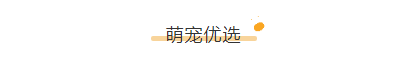 宠物相关的公众号，宠物类公众号图文这样排版，萌化了