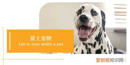 宠物相关的公众号，宠物类公众号图文这样排版，萌化了