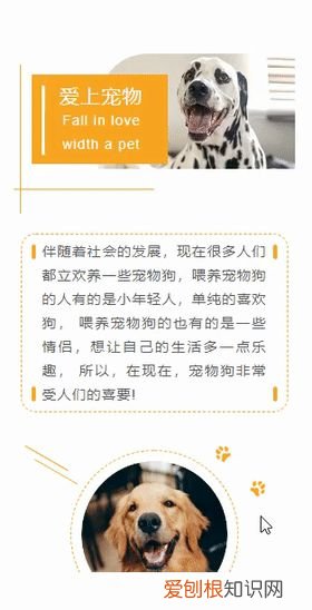宠物相关的公众号，宠物类公众号图文这样排版，萌化了