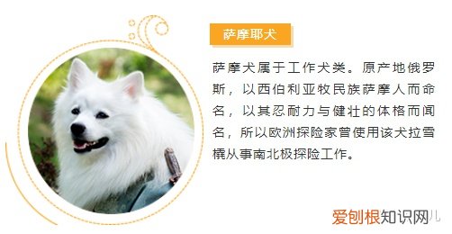 宠物相关的公众号，宠物类公众号图文这样排版，萌化了