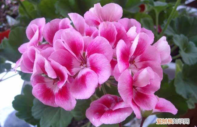 养花技巧大全,养花真的有“技巧”,就5招,简单实用花卉长得好,茂盛不怕烂根