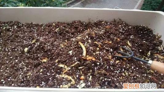 养花技巧大全,养花真的有“技巧”,就5招,简单实用花卉长得好,茂盛不怕烂根