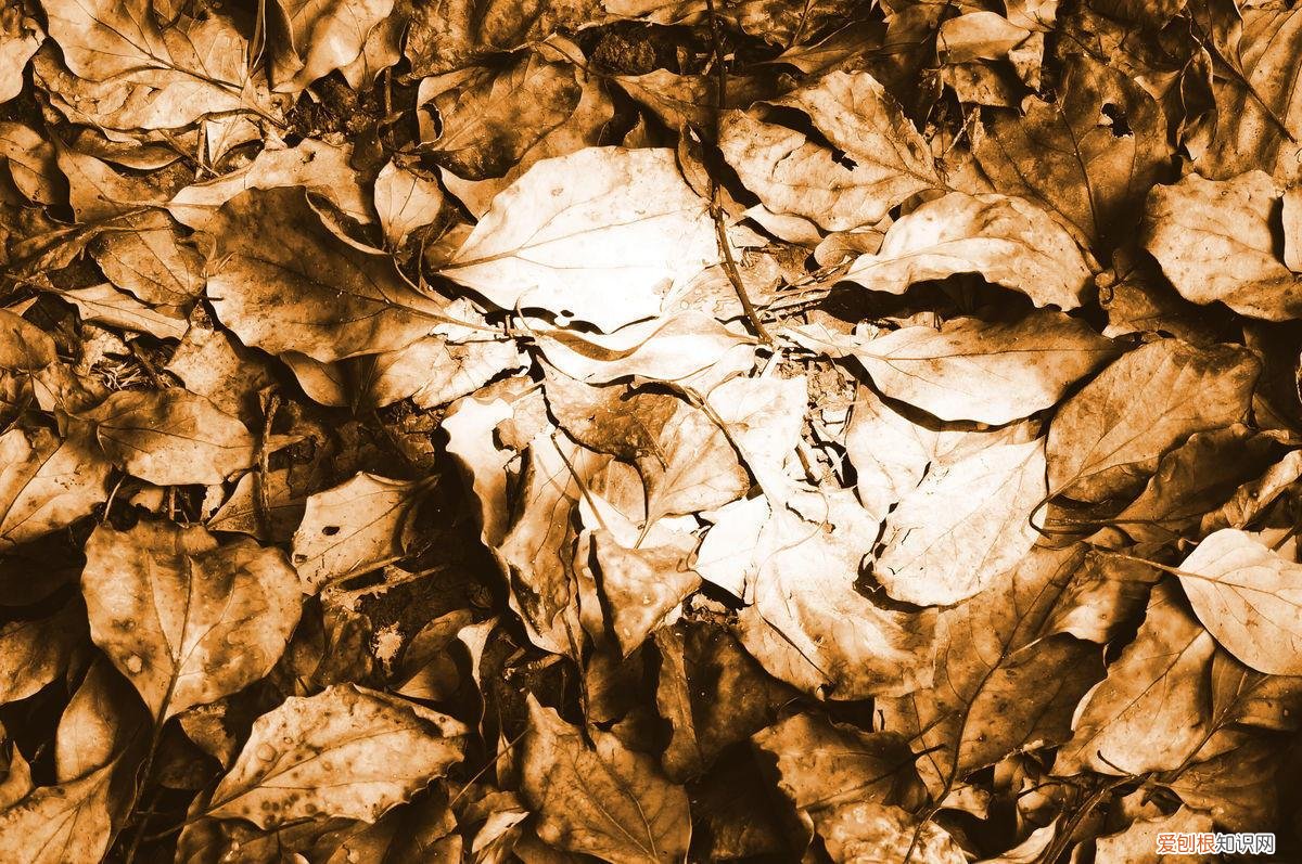 养花技巧大全,养花真的有“技巧”,就5招,简单实用花卉长得好,茂盛不怕烂根