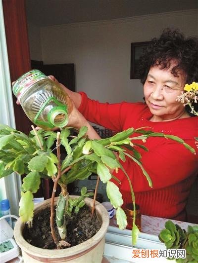 养花技巧大全,养花真的有“技巧”,就5招,简单实用花卉长得好,茂盛不怕烂根