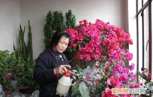 养花技巧大全,养花真的有“技巧”,就5招,简单实用花卉长得好,茂盛不怕烂根