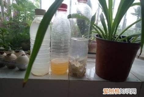 养花技巧大全,养花真的有“技巧”,就5招,简单实用花卉长得好,茂盛不怕烂根