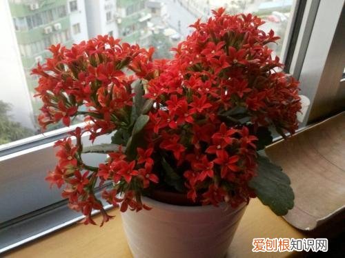 家里养花草的诗句,趁着在家闲,花卉5步养护法,根壮叶绿花期开出多