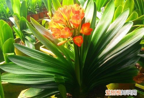 家里养花草的诗句,趁着在家闲,花卉5步养护法,根壮叶绿花期开出多