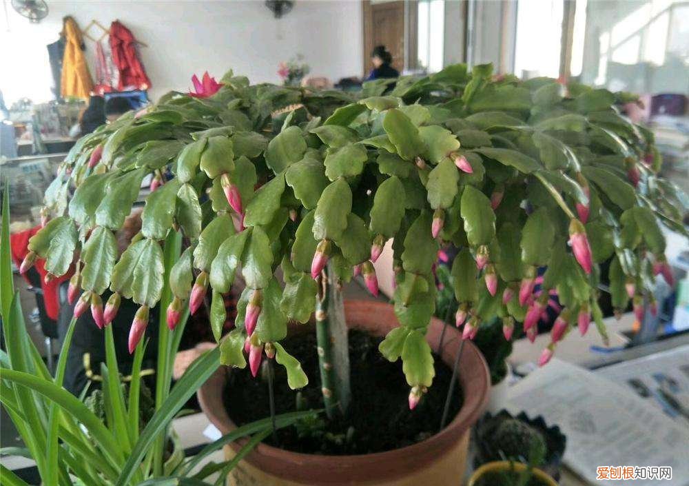 家里养花草的诗句,趁着在家闲,花卉5步养护法,根壮叶绿花期开出多