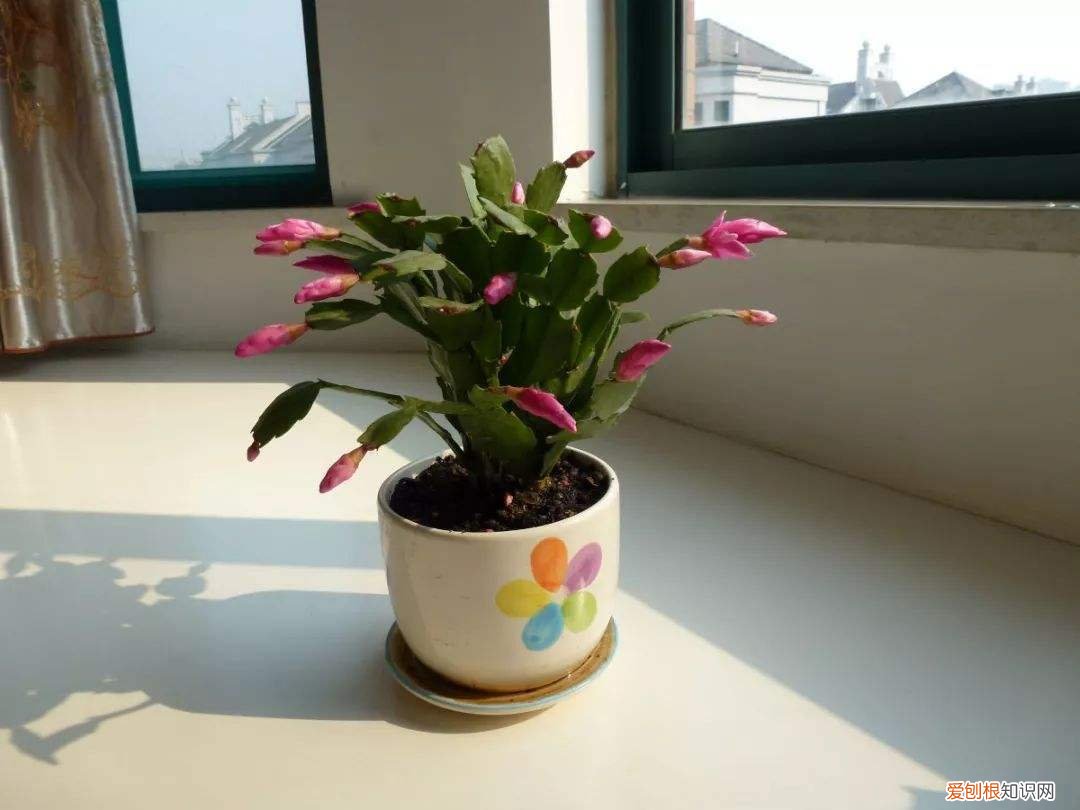 家里养花草的诗句,趁着在家闲,花卉5步养护法,根壮叶绿花期开出多