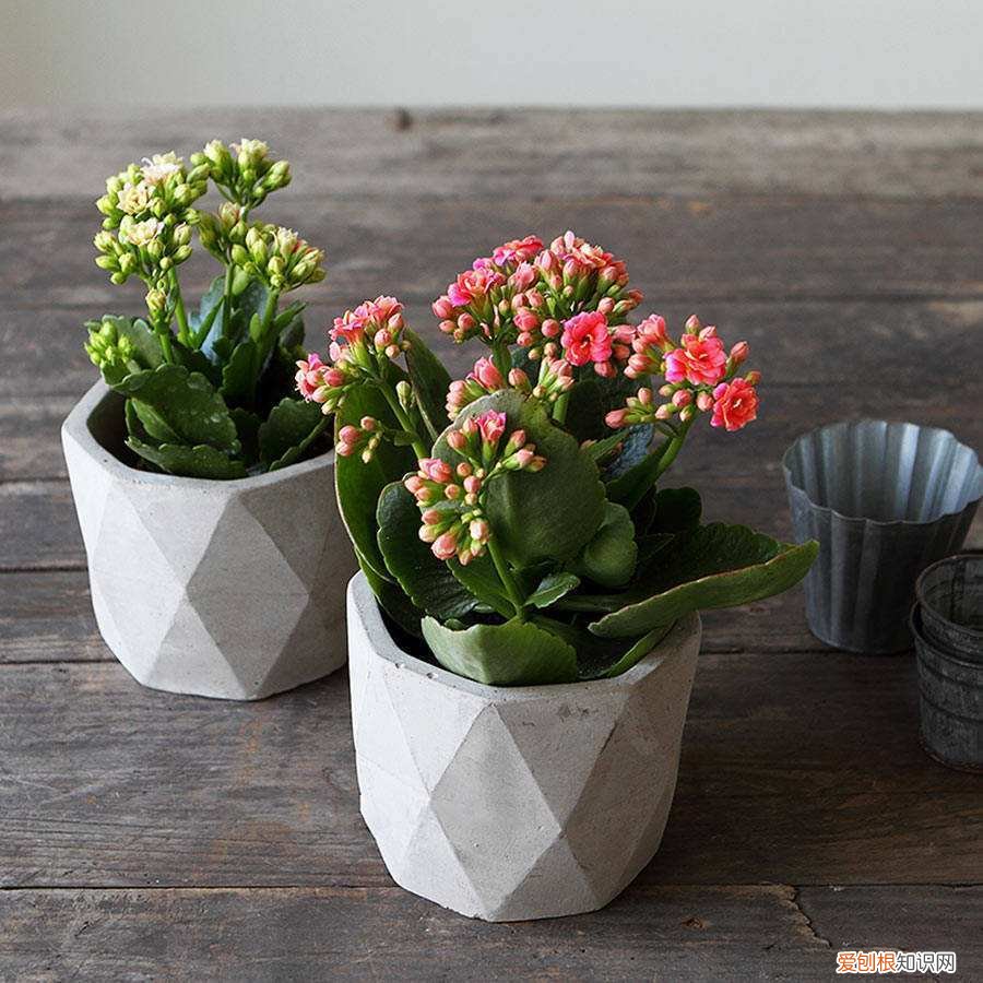 家里养花草的诗句,趁着在家闲,花卉5步养护法,根壮叶绿花期开出多