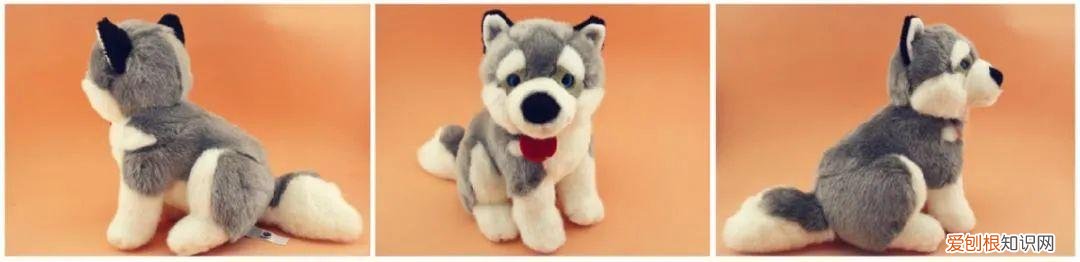 ?重要提醒!养犬免疫登记可网上提交信息!