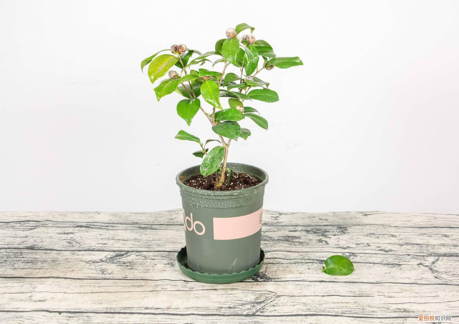 茶花开完花后怎么养护 茶花有花苞后怎么养护