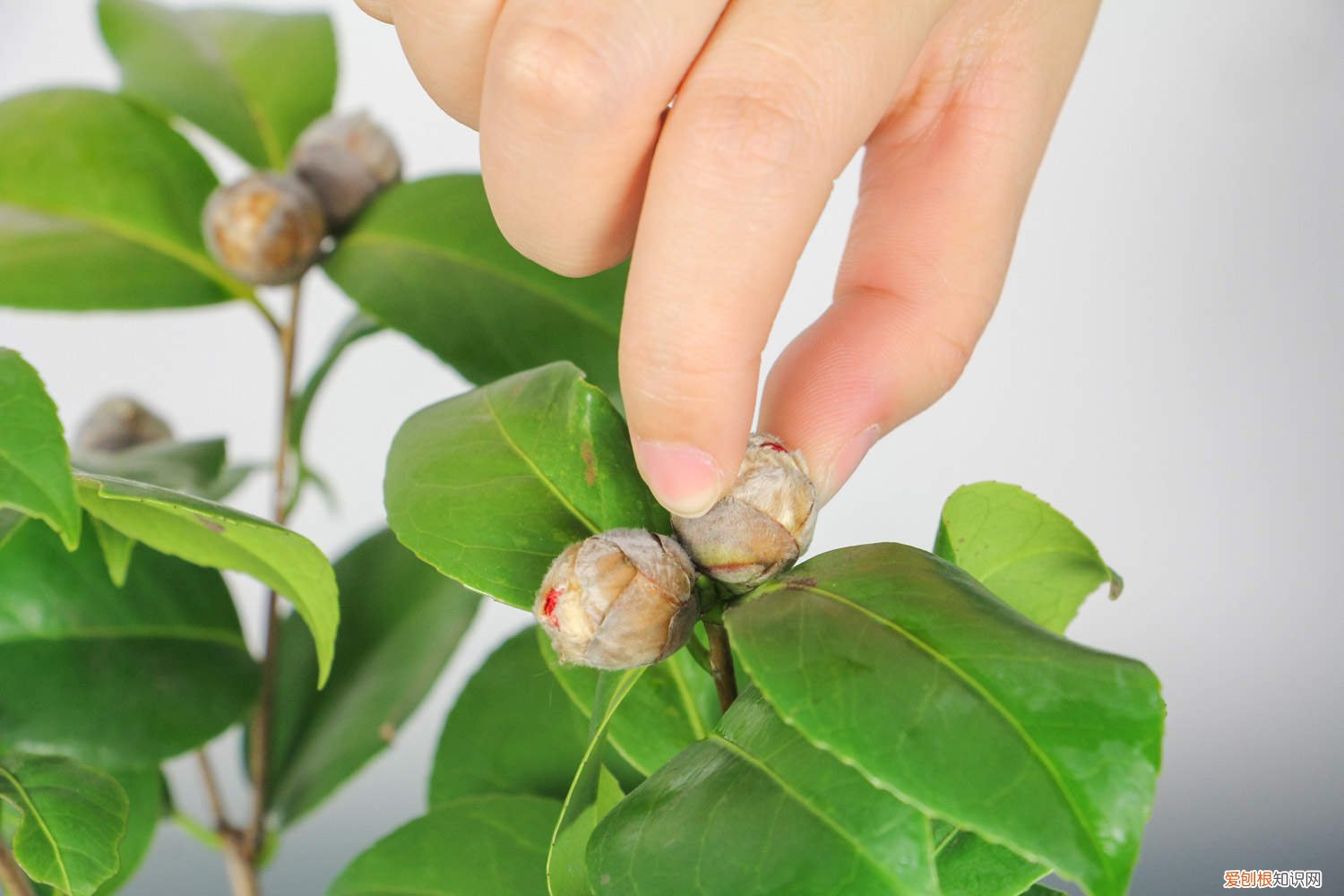 茶花开完花后怎么养护 茶花有花苞后怎么养护