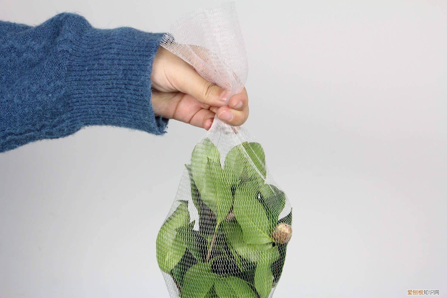 茶花掉叶子的补救方法茉莉花 茶花掉叶子的补救方法