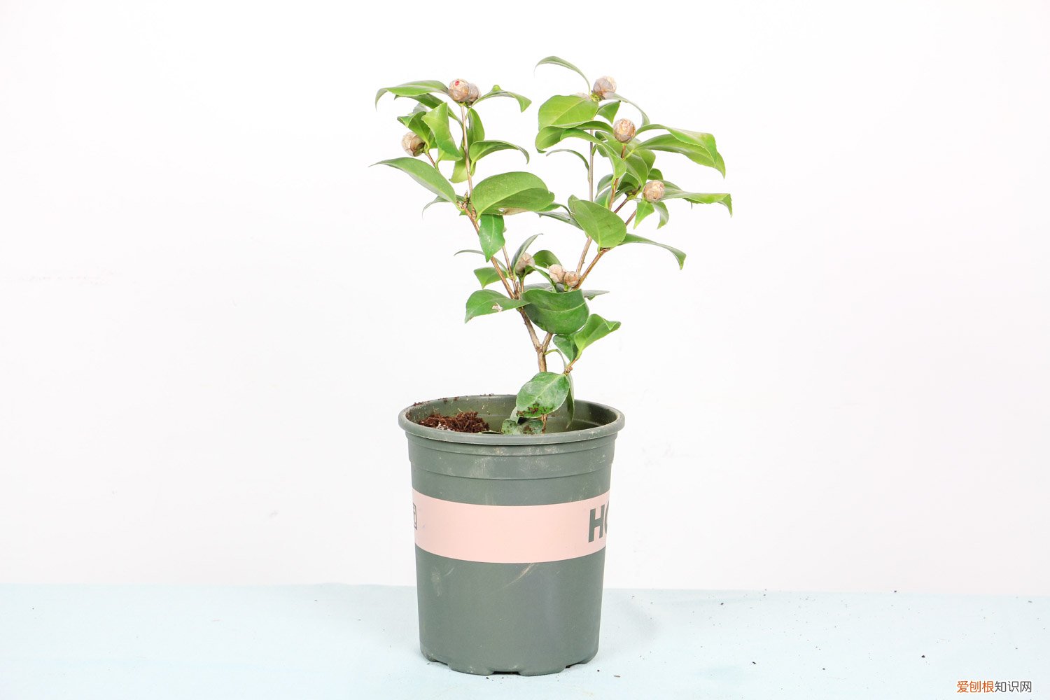 小茶花怎么养殖的 小茶花怎么养殖