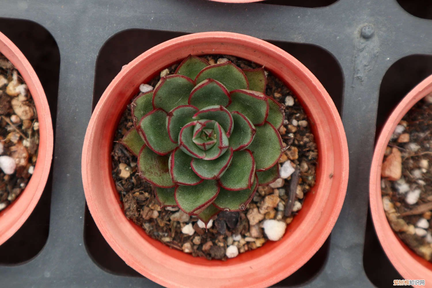 多肉适合施什么肥 多肉施肥方法，用什么肥好