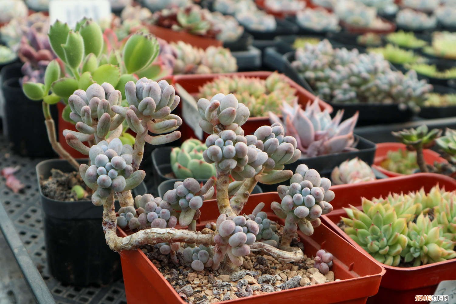 多肉适合施什么肥 多肉施肥方法，用什么肥好