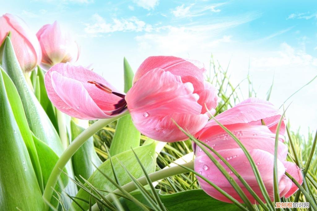 给老师送什么花比较好 不同的花代表不同的寓意