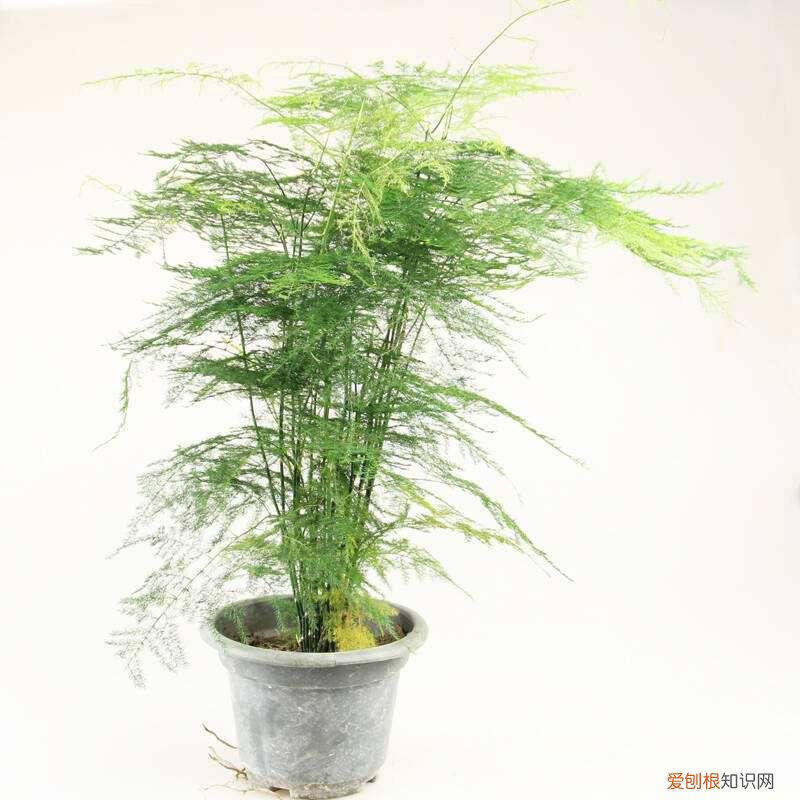 给老师送什么花比较好 不同的花代表不同的寓意