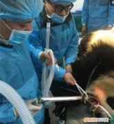 我是小兽医，兽医小明微信公众号：cwxlzj