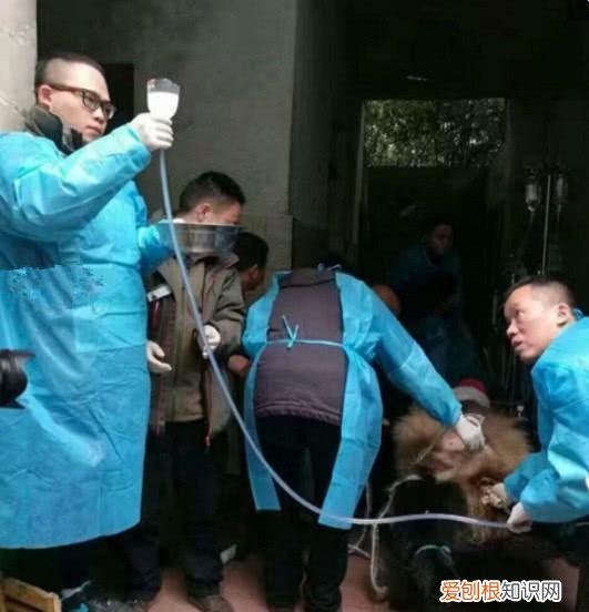 我是小兽医，兽医小明微信公众号：cwxlzj