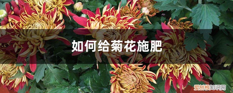 菊花施什么肥合适 菊花施肥方法，用什么肥好