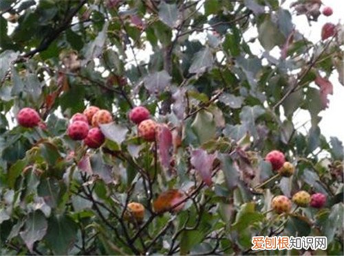 野荔枝怎么样 在野外哪些果实可以食用