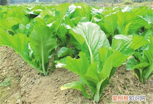 野荔枝怎么样 在野外哪些果实可以食用